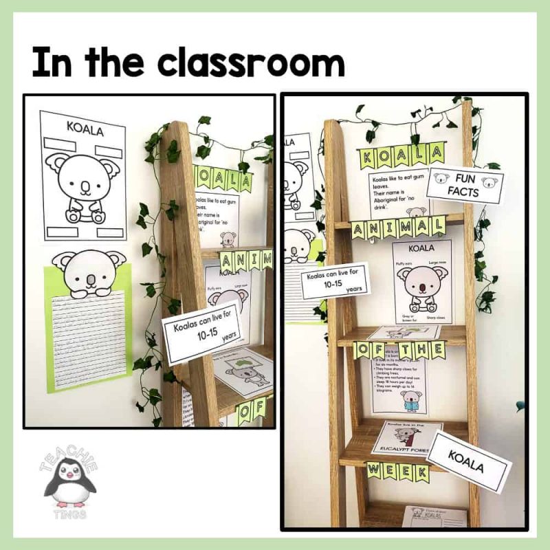 Animal of the Week - KOALA - Image 2