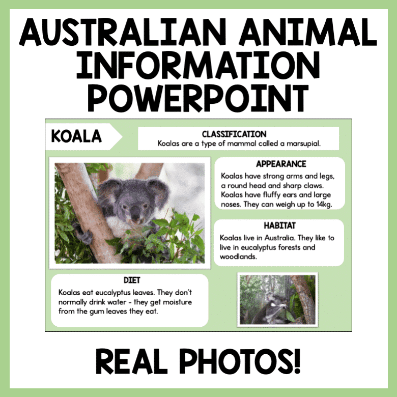 Australian Animal Information PowerPoint with Real Photos — Teachie Tings