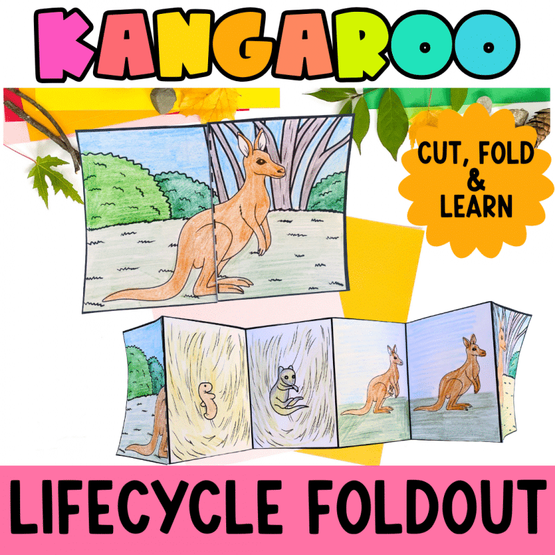 kangaroo lifecycle foldout