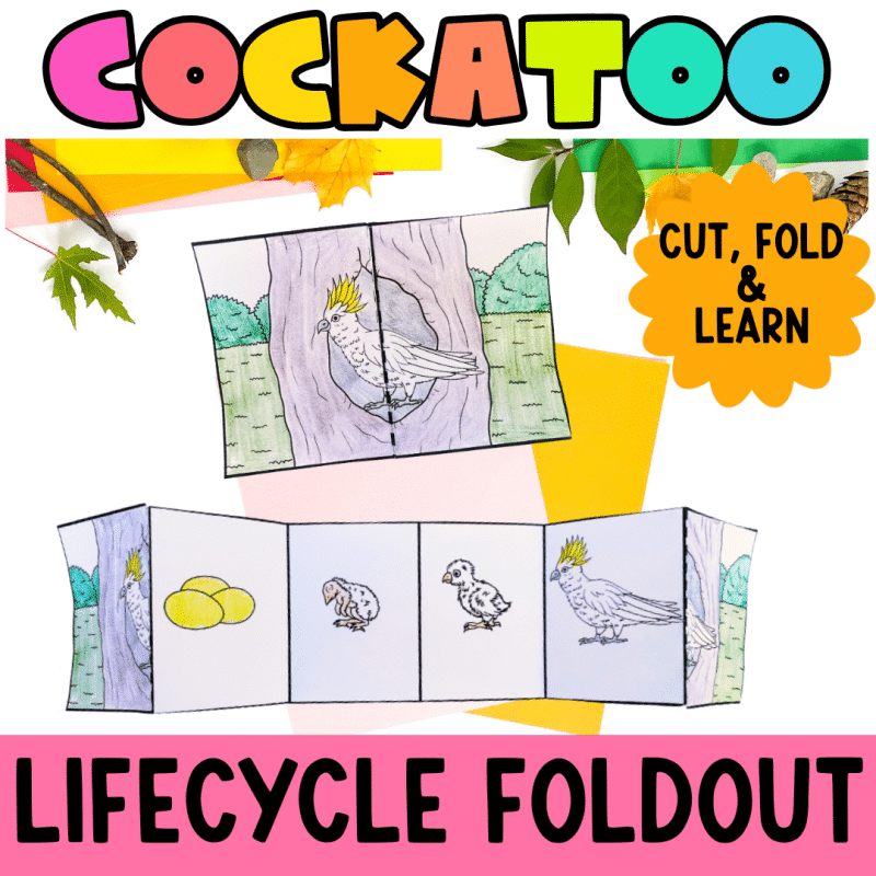 Cockatoo Life Cycle Craft Activity for Elementary Science Students