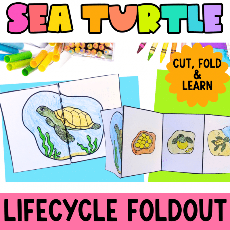 Sea Turtle Life Cycle Craft Activity for Elementary Students