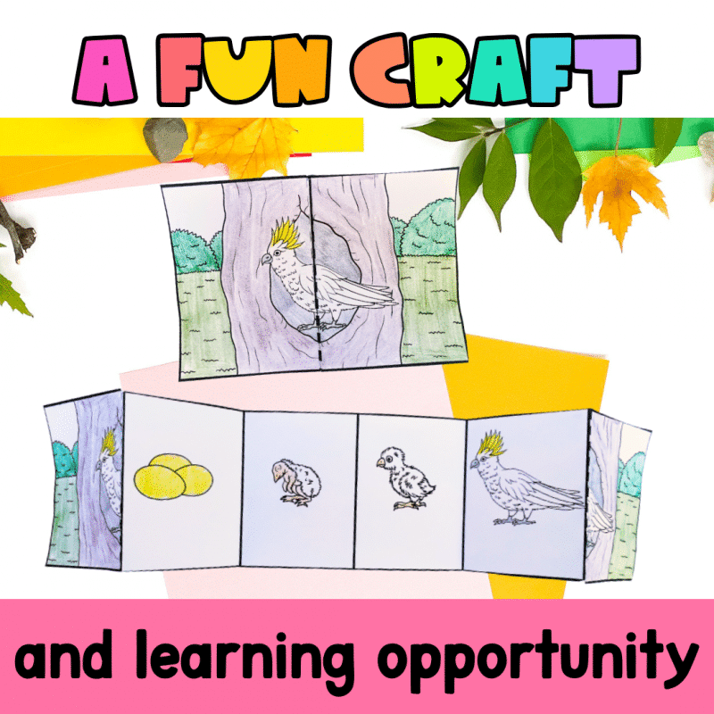 Cockatoo Life Cycle Craft Activity for Elementary Science Students - Image 3