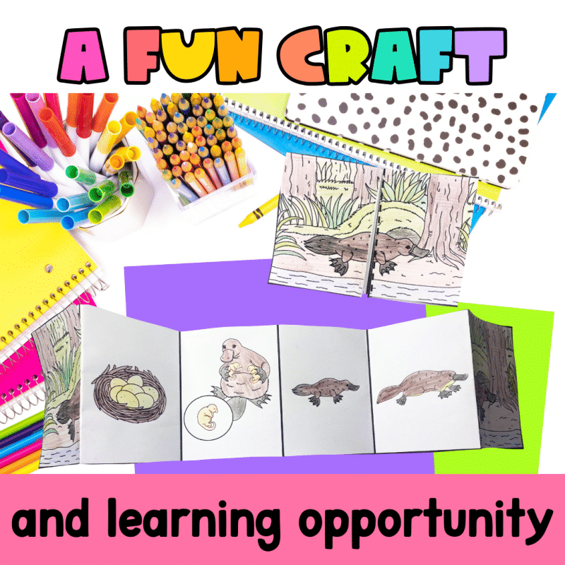 Platypus Life Cycle Craft Activity for Elementary Students - Image 3